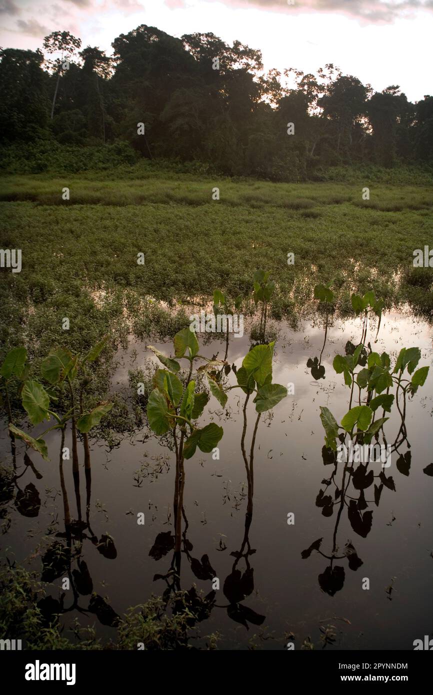 Palude aroide (Montrichardia Arborescens) Laguna a Kapawi Ecolodge al largo del fiume Pastasa, Ecuador, Sud America Foto Stock
