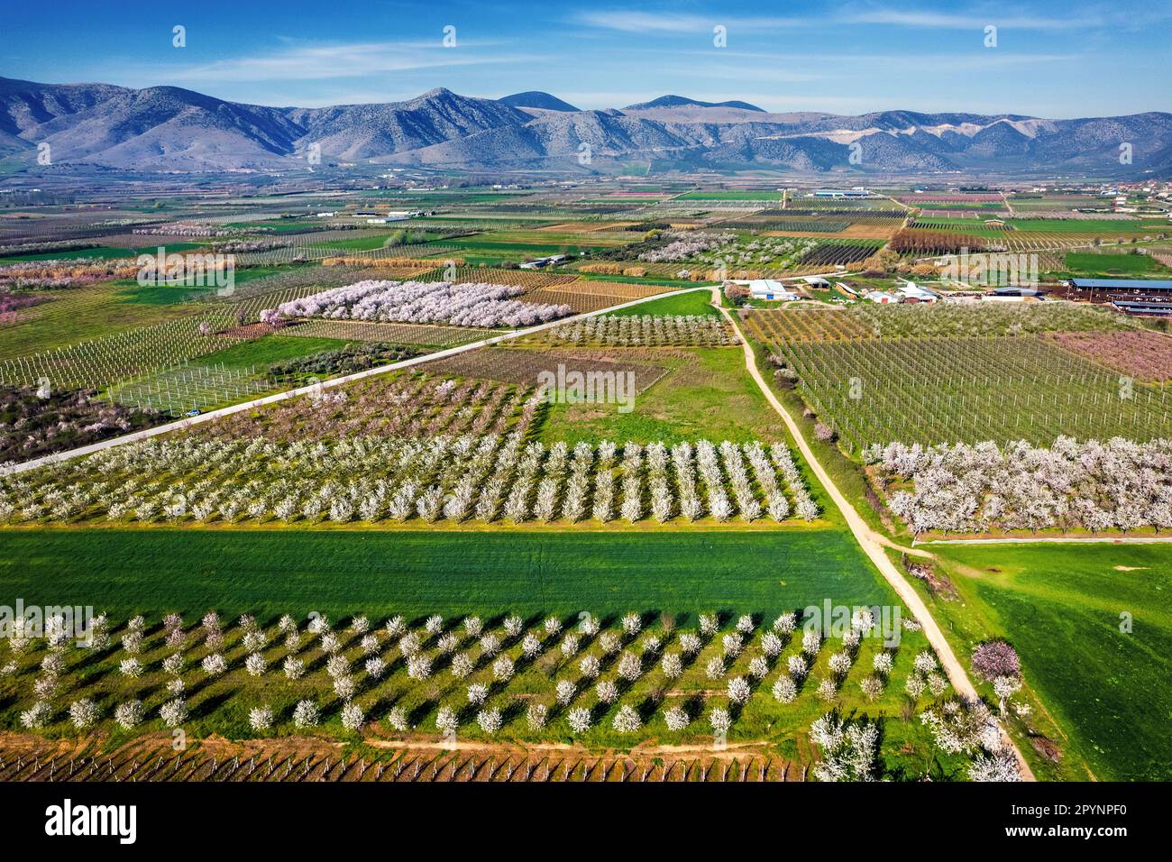 Il 'Mosaica' all'estremità settentrionale delle grandi pianure Tessaliche, da qualche parte tra i villaggi di Deleria e Argyropouli, comune di Tirnavos. Foto Stock