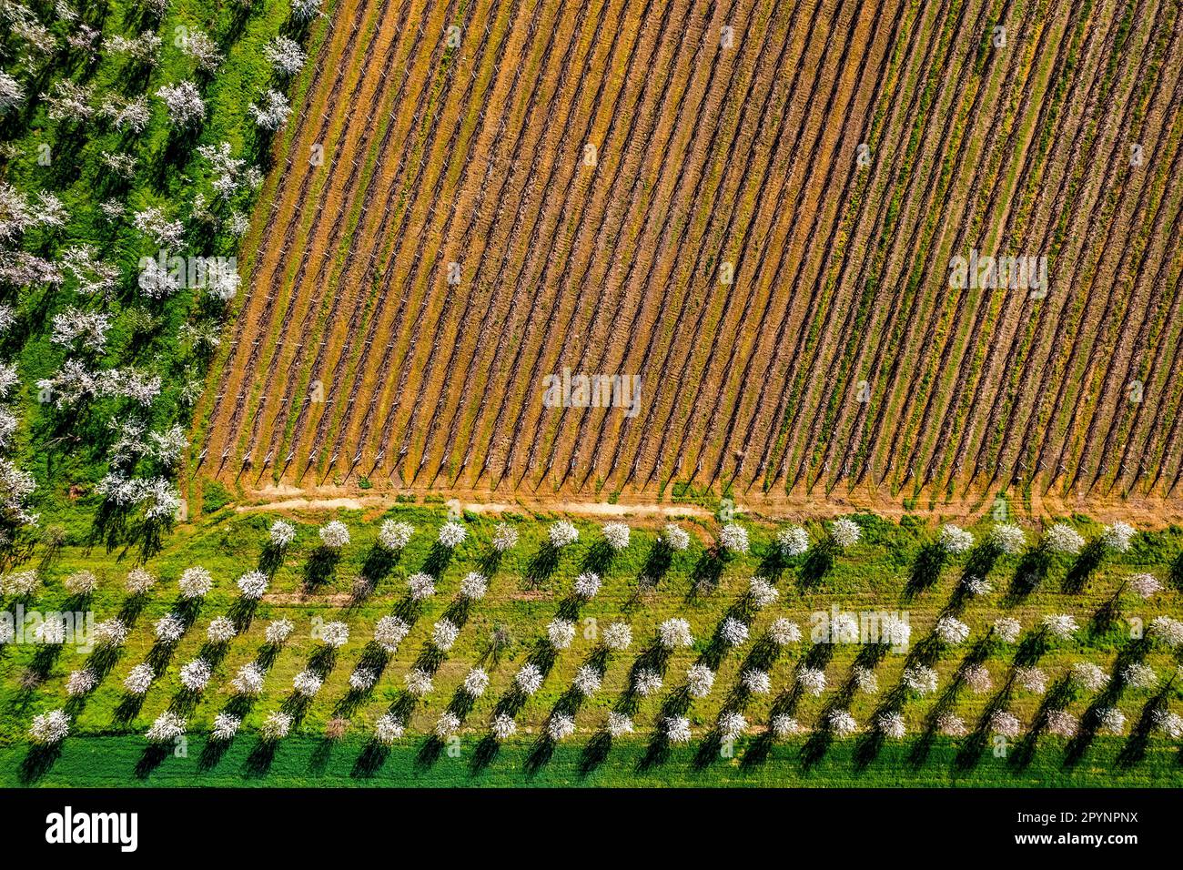 Campi nelle grandi pianure della Tessaglia, da qualche parte tra Deleria e villaggi Argyropouli, comune di Tirnavos, Larissa, Grecia. Foto Stock
