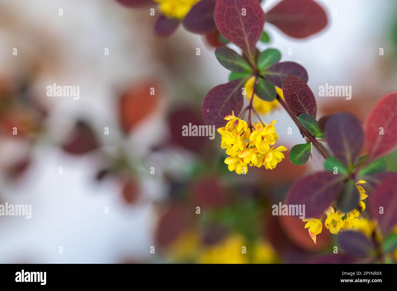 Particolare dei piccoli fiori gialli di un barberry rosso (Berberis thunbergii) nel giardino Foto Stock