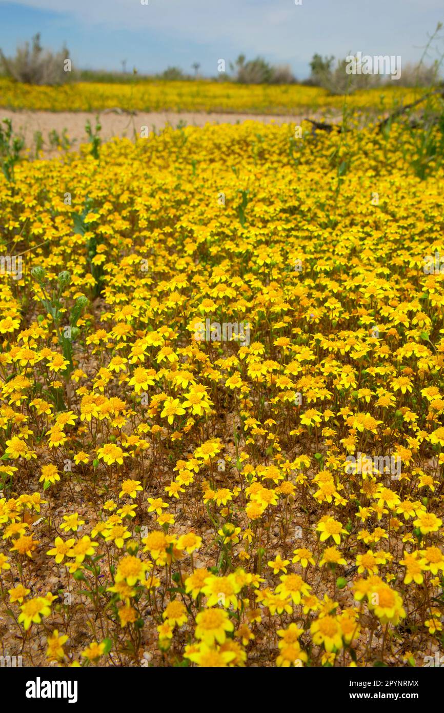 Goldfields, Kern County, California Foto Stock