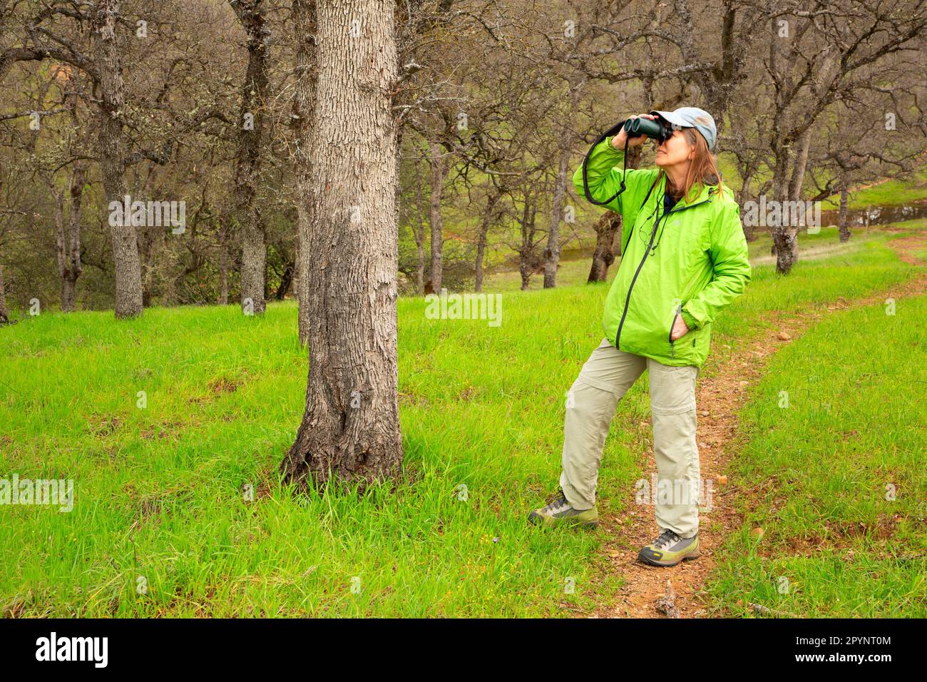 Trail attraverso il bosco di quercia blu (Quercus dousii), Paynes Creek Wildlife Area, Sacramento River Bend Area of Critical Environmental Concert, Califor Foto Stock