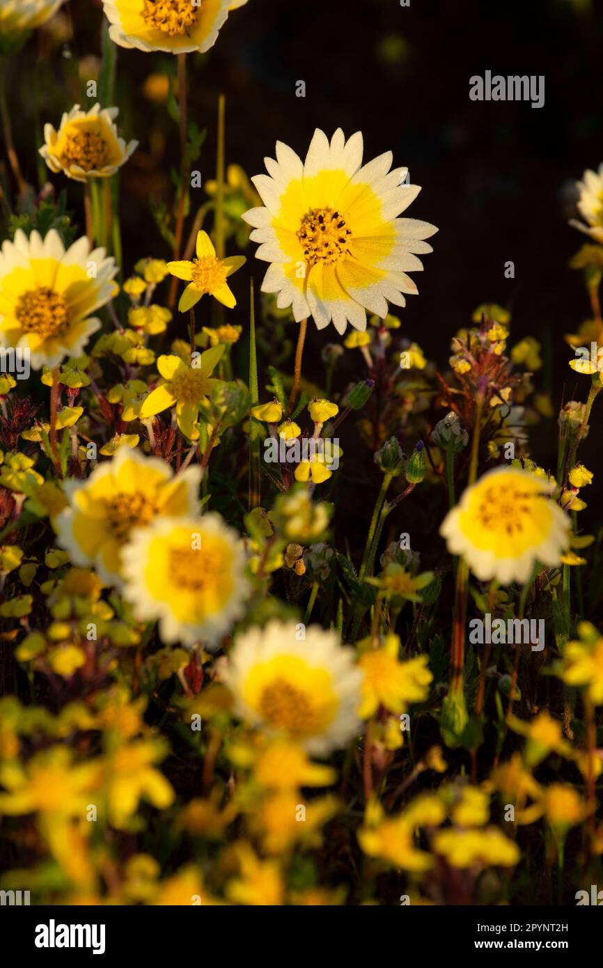 Tidytips, Paynes Creek Wildlife Area, Sacramento River Bend Area of Critical Environmental Concert, California Foto Stock