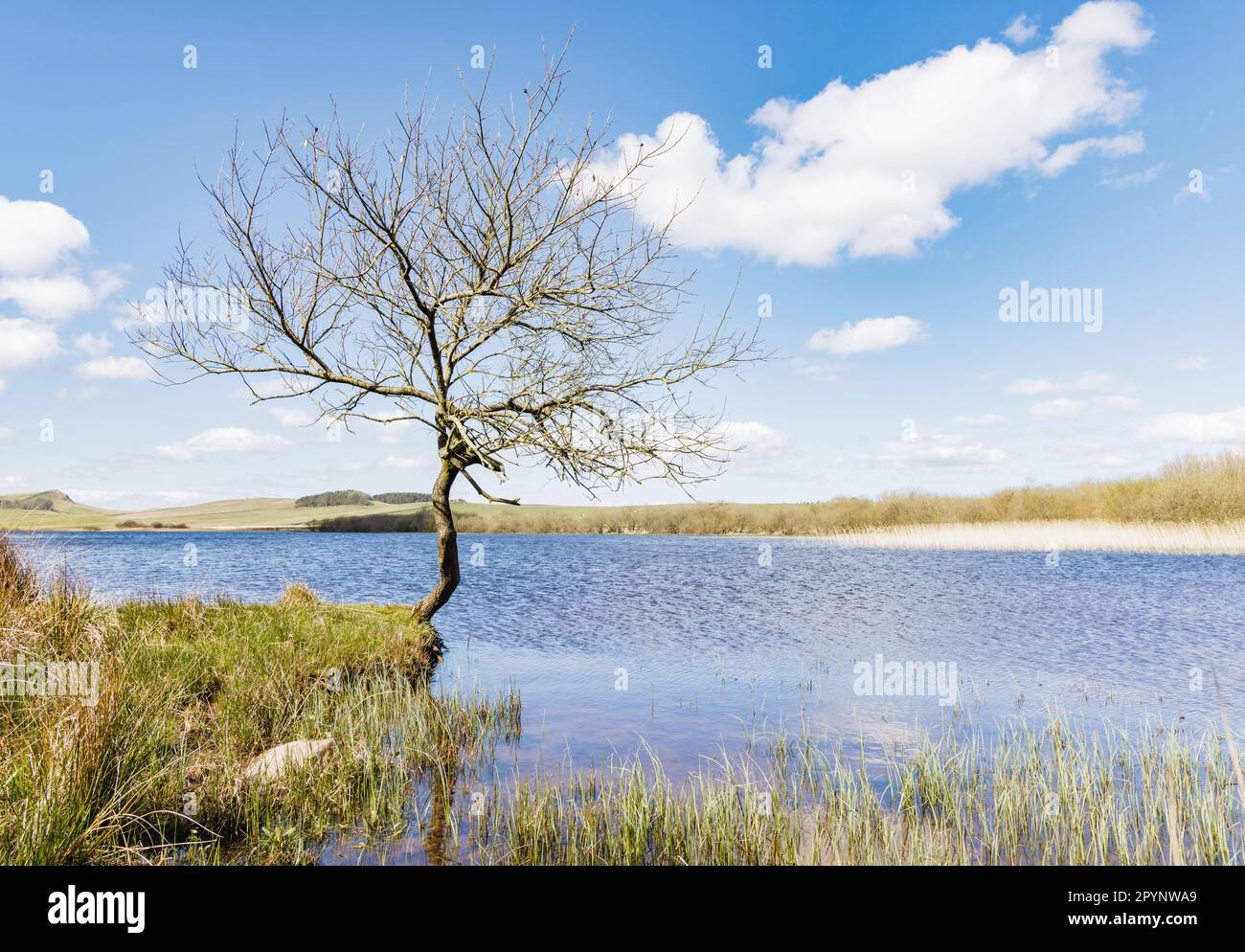 Northumberland, Regno Unito - Aprile: Un piccolo albero con un tronco intrecciato cresce al bordo delle acque di Crag Lough, un lago a nord del Muro di Adriano. Foto Stock