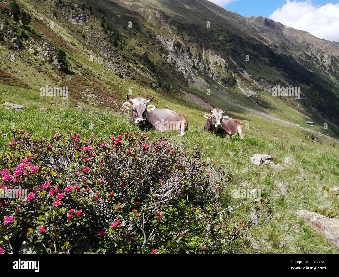 Eine grüne Wiese in der Wildnis, voller Wachstum und Blumen, auf der die Kühe friedlich graen; Alm mit Kühen Foto Stock