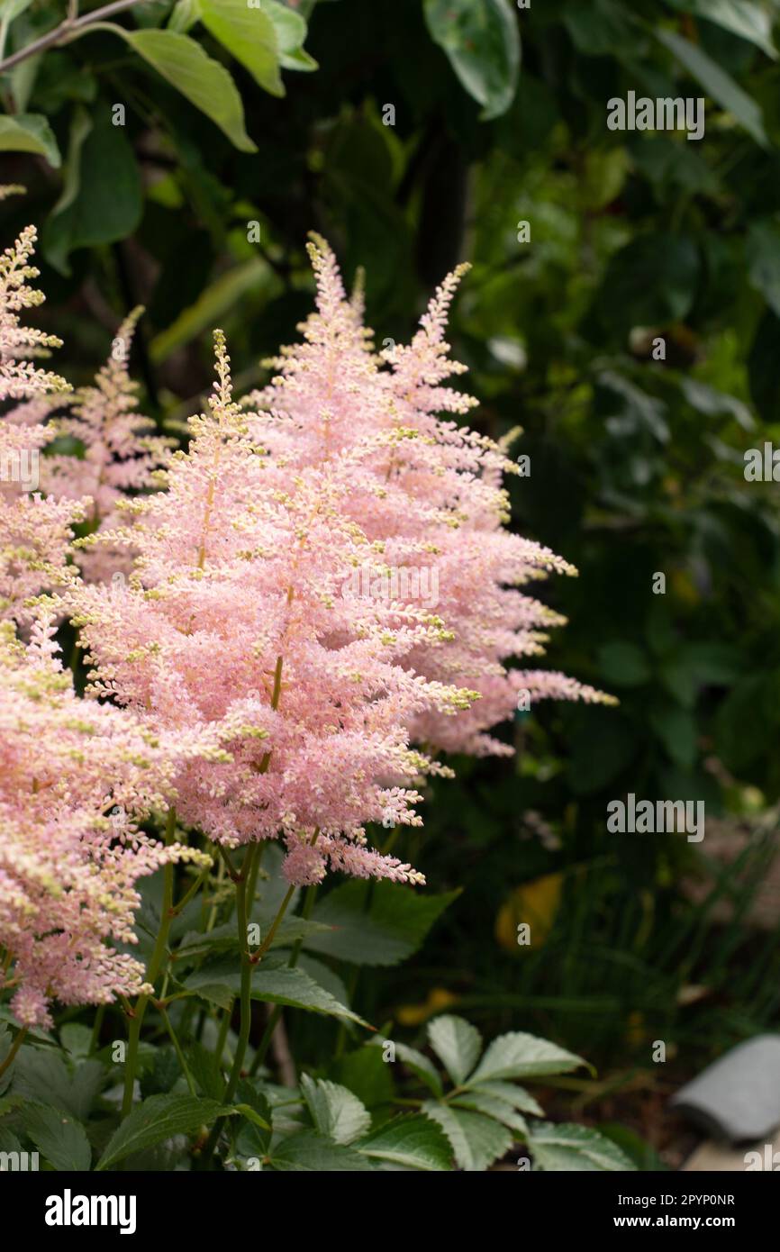 Astilbe di piuma prospera in ombra drappeggiato Foto Stock