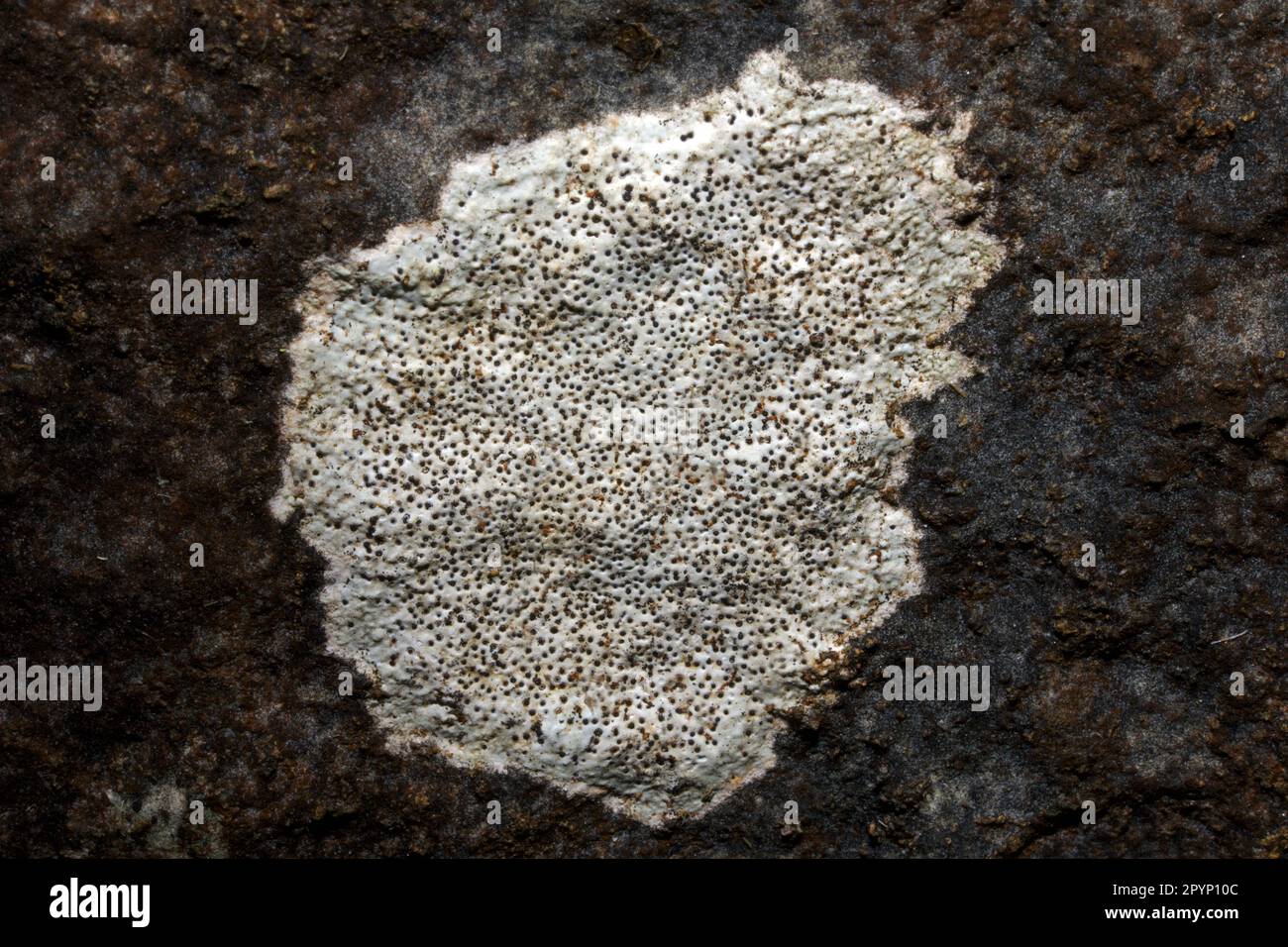 Bagliettoa calciseda è un lichene crostacei che si trova su rocce calcaree ben illuminate e esposte. Sembra avere una distribuzione globale. Foto Stock