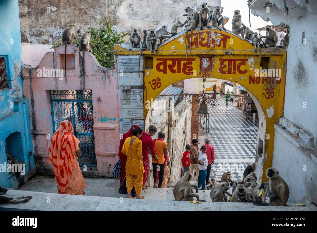 Langur scimmie all'entrata di Varaha Ghat, Pushkar Lake, Pushkar, Rajasthan, India Foto Stock