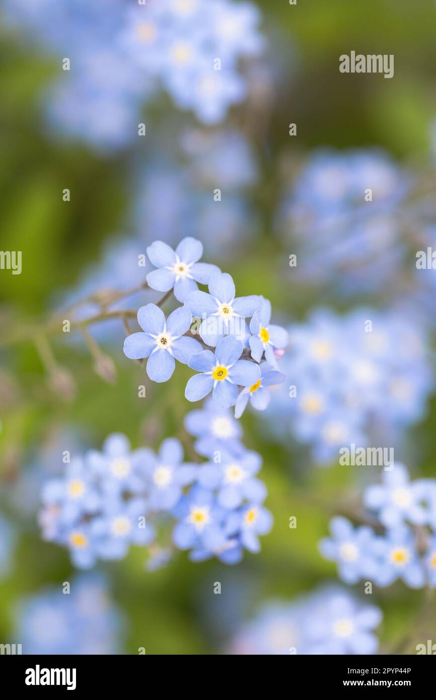 Forget me nots (myosotis sylvatica) - UK Foto Stock