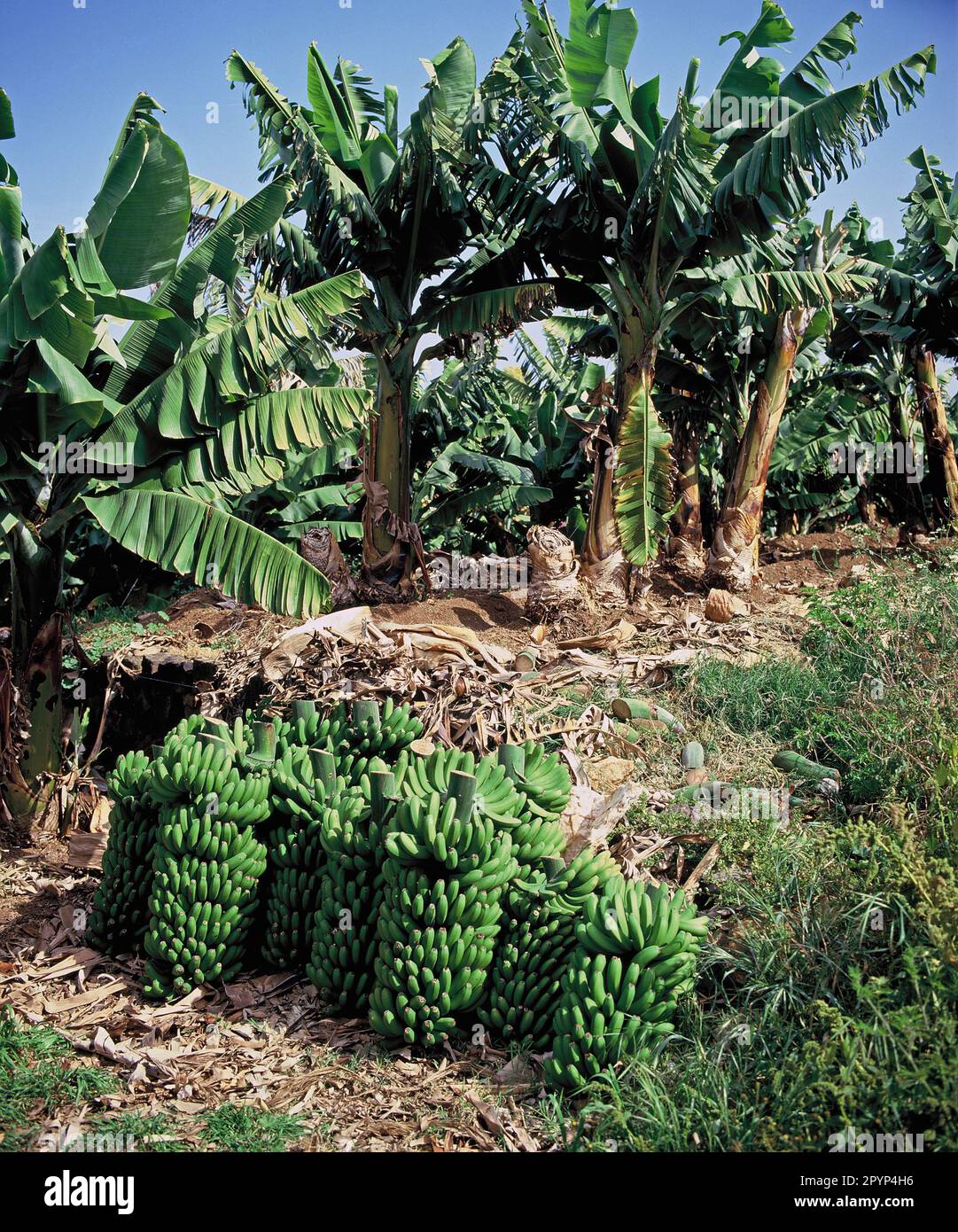 Isole Canarie. Tenerife. Piantagione di banane con grappoli appena tagliati. Foto Stock