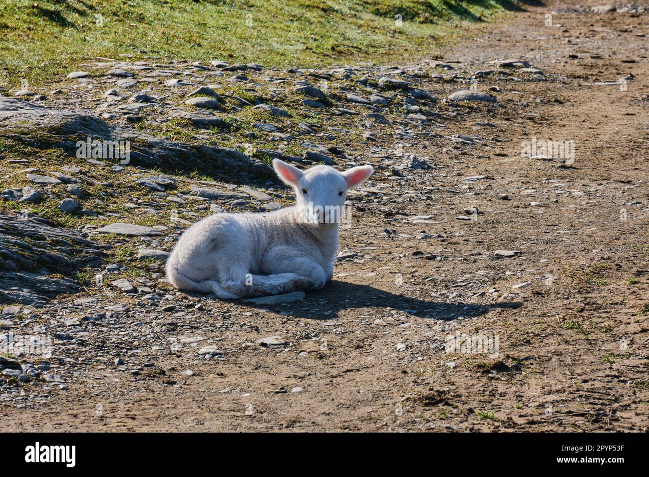 Agnello su un sentiero vicino Buttermere, Lake District, Cumbria Foto Stock