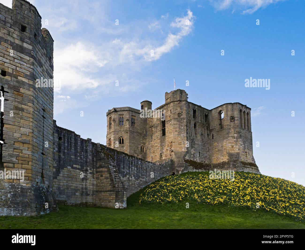 Rovina del castello di Warkworth con narcie primaverili a Warkworth, Northumberland, Regno Unito Foto Stock