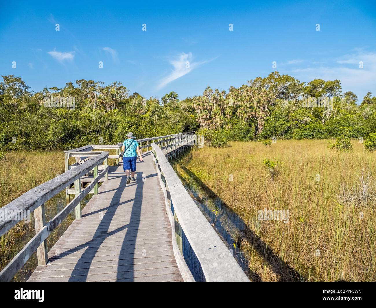 Passeggiata sul lungomare nell'area di Mahogany Hammock del Parco Nazionale delle Everglades nella Florida meridionale degli Stati Uniti Foto Stock