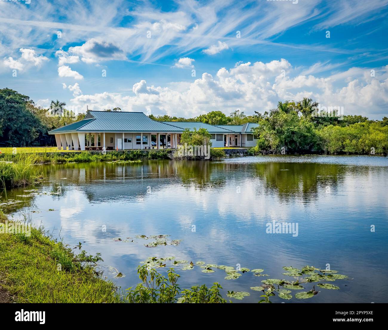 Royal Palm e Anhinga Trail zona del Parco Nazionale Everglades in Florida USA Foto Stock