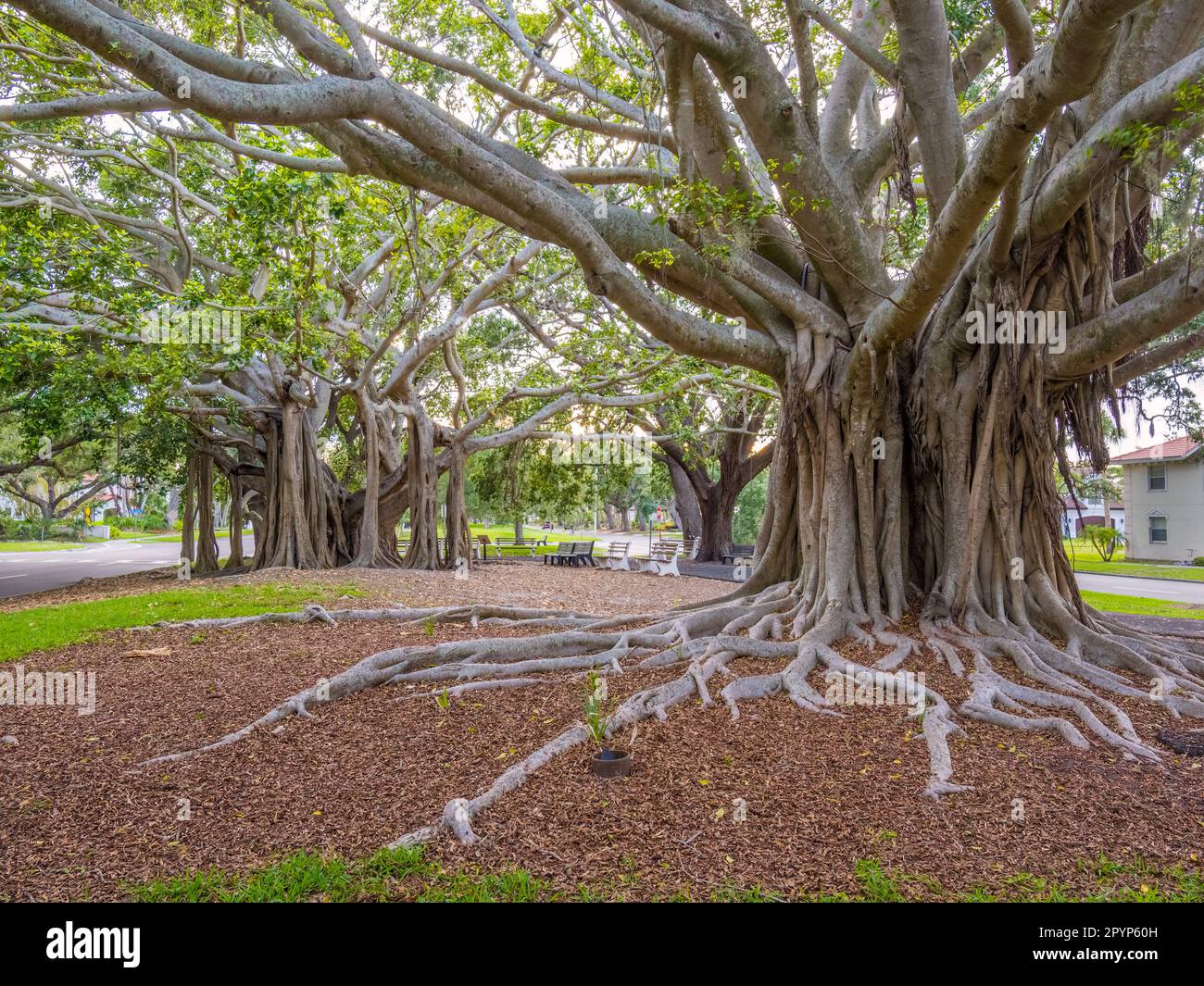Banyon albero Ficus benghalensis o banyan indiano l'albero nazionale dell'India su West Venice Avenue a Venezia Florida USA, Foto Stock