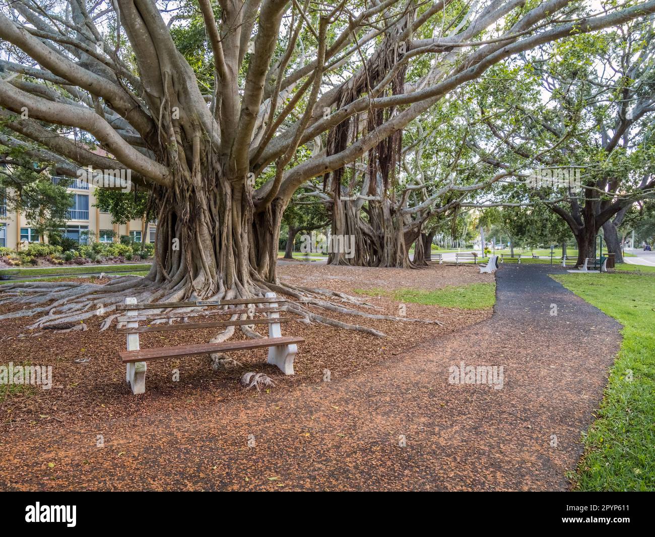 Banyon albero Ficus benghalensis o banyan indiano l'albero nazionale dell'India su West Venice Avenue a Venezia Florida USA, Foto Stock