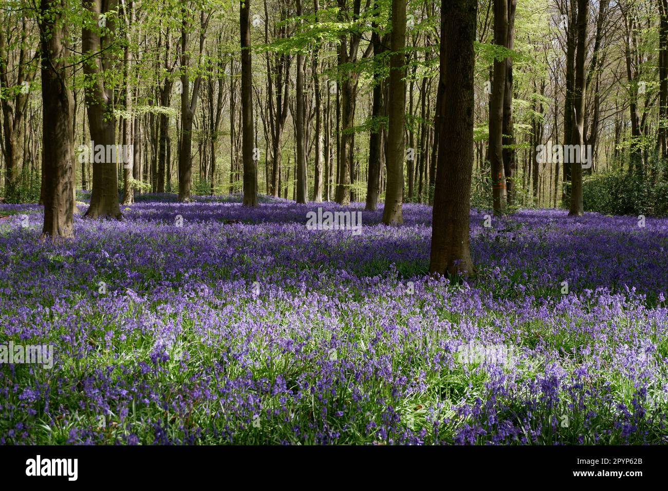 Foresta campane blu Foto Stock