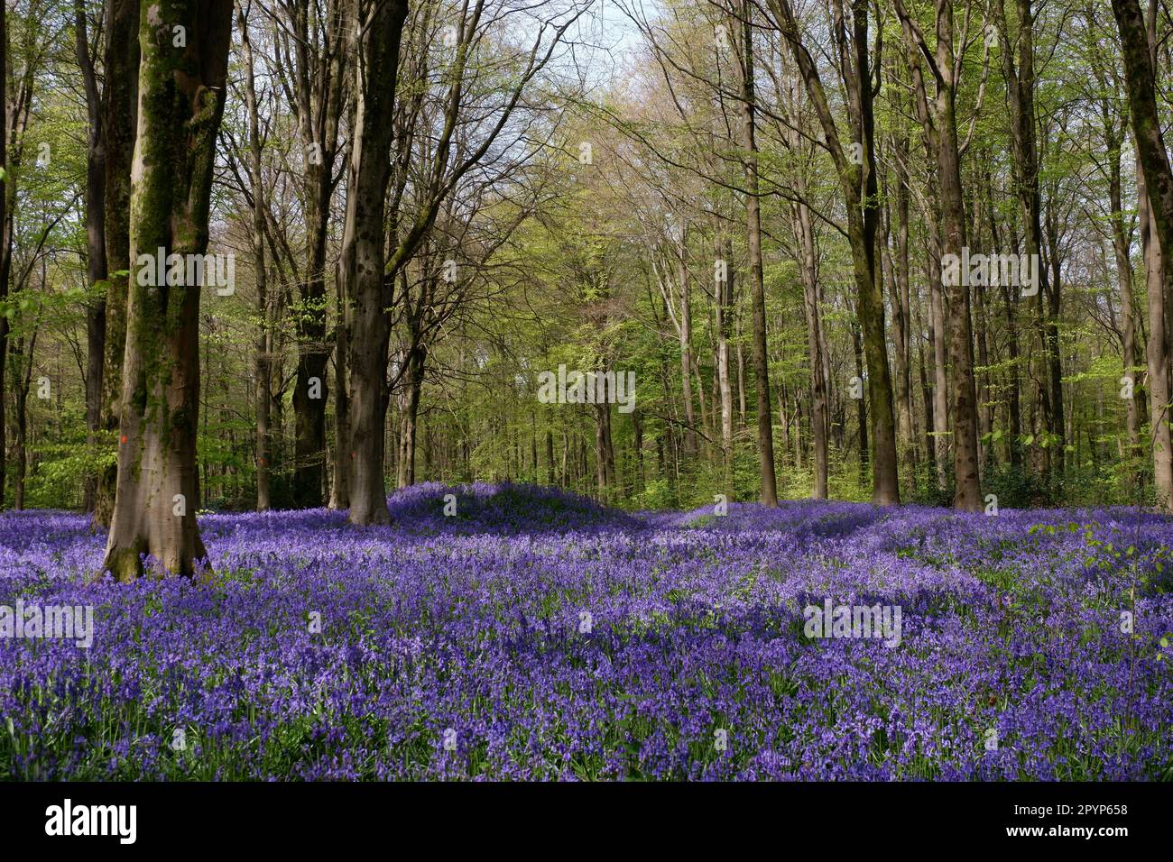 Foresta campane blu Foto Stock