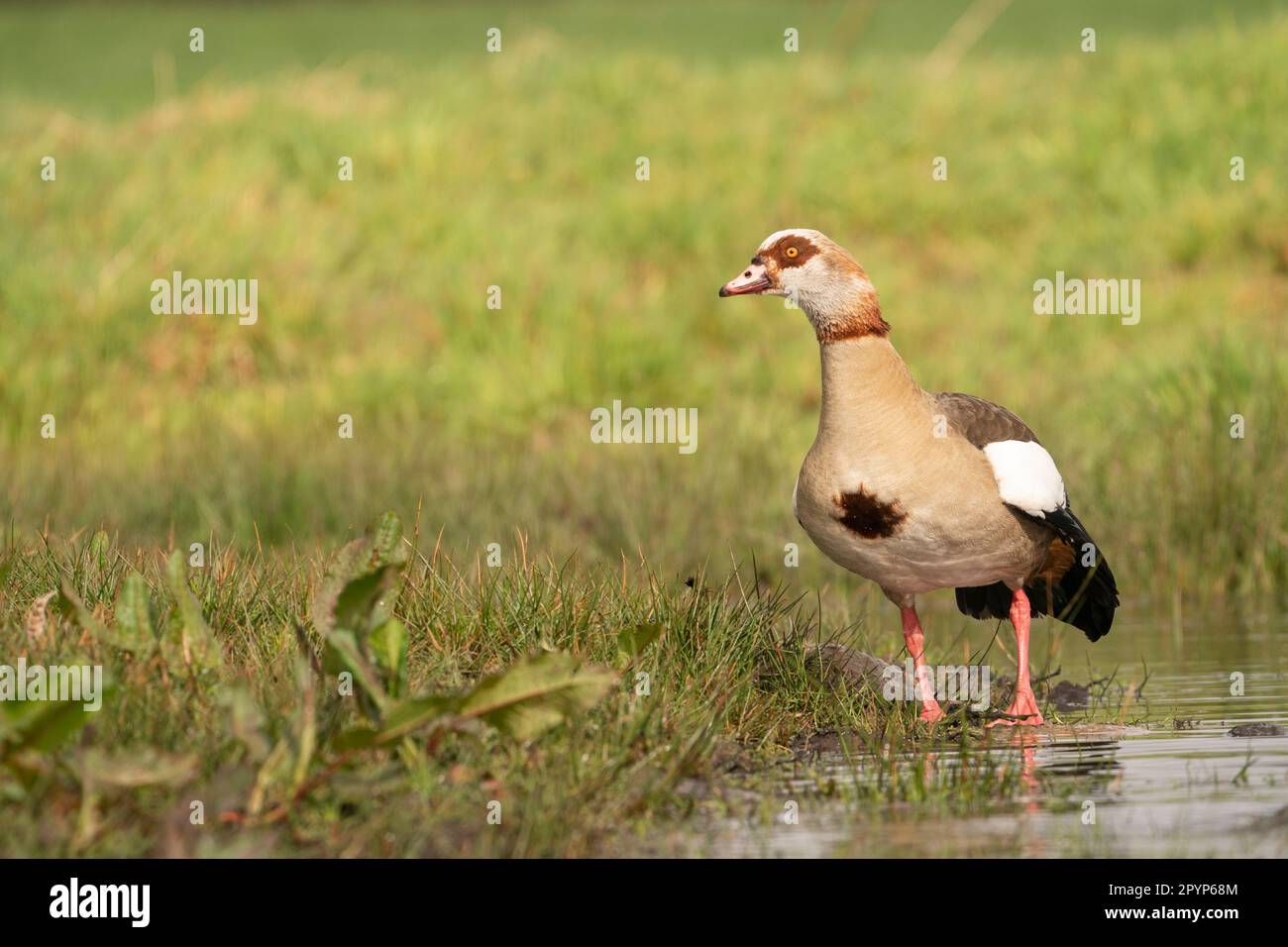 Un bel ritratto dell'oca egiziana (Alopochen aegyptiaca) Foto Stock