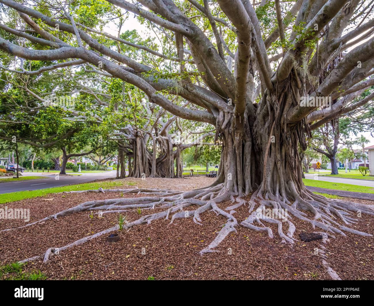 Banyon albero Ficus benghalensis o banyan indiano l'albero nazionale dell'India su West Venice Avenue a Venezia Florida USA, Foto Stock