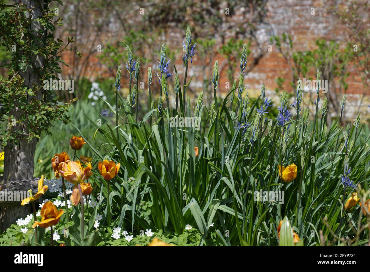 Mostra primaverile di tulipani arancioni Cairo, anemoni bianchi e Camassia leichtlinii, nota anche come quamash nel giardino dell'abbazia di Mottisfont aprile Foto Stock