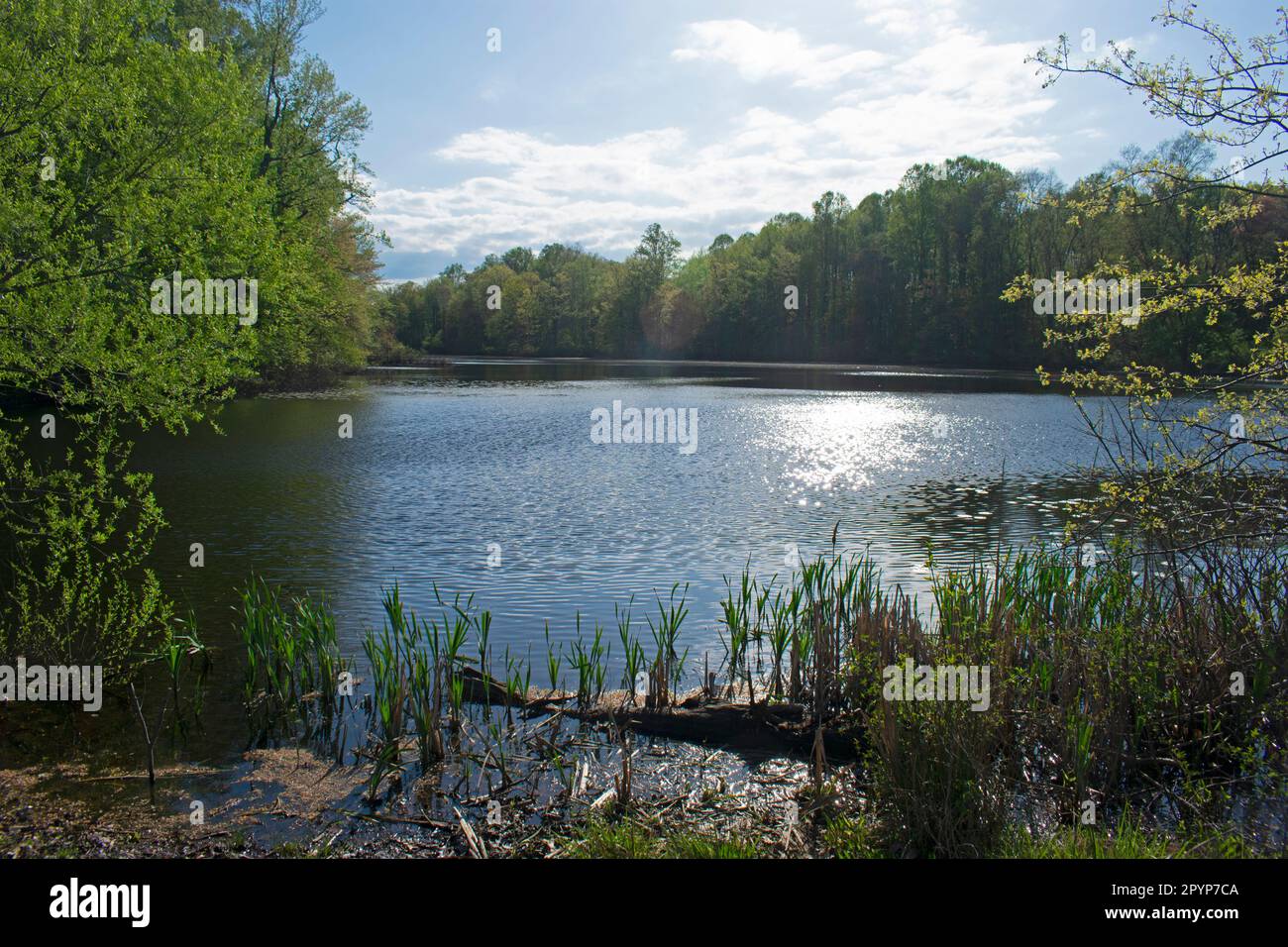 Lily pad e riflessi nel lago al Davidson's Mill Pond Park in un giorno di primavera soleggiato -17 Foto Stock