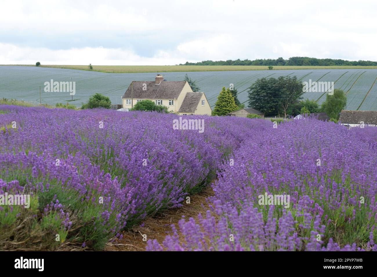 Cotswolds Lavanda Foto Stock