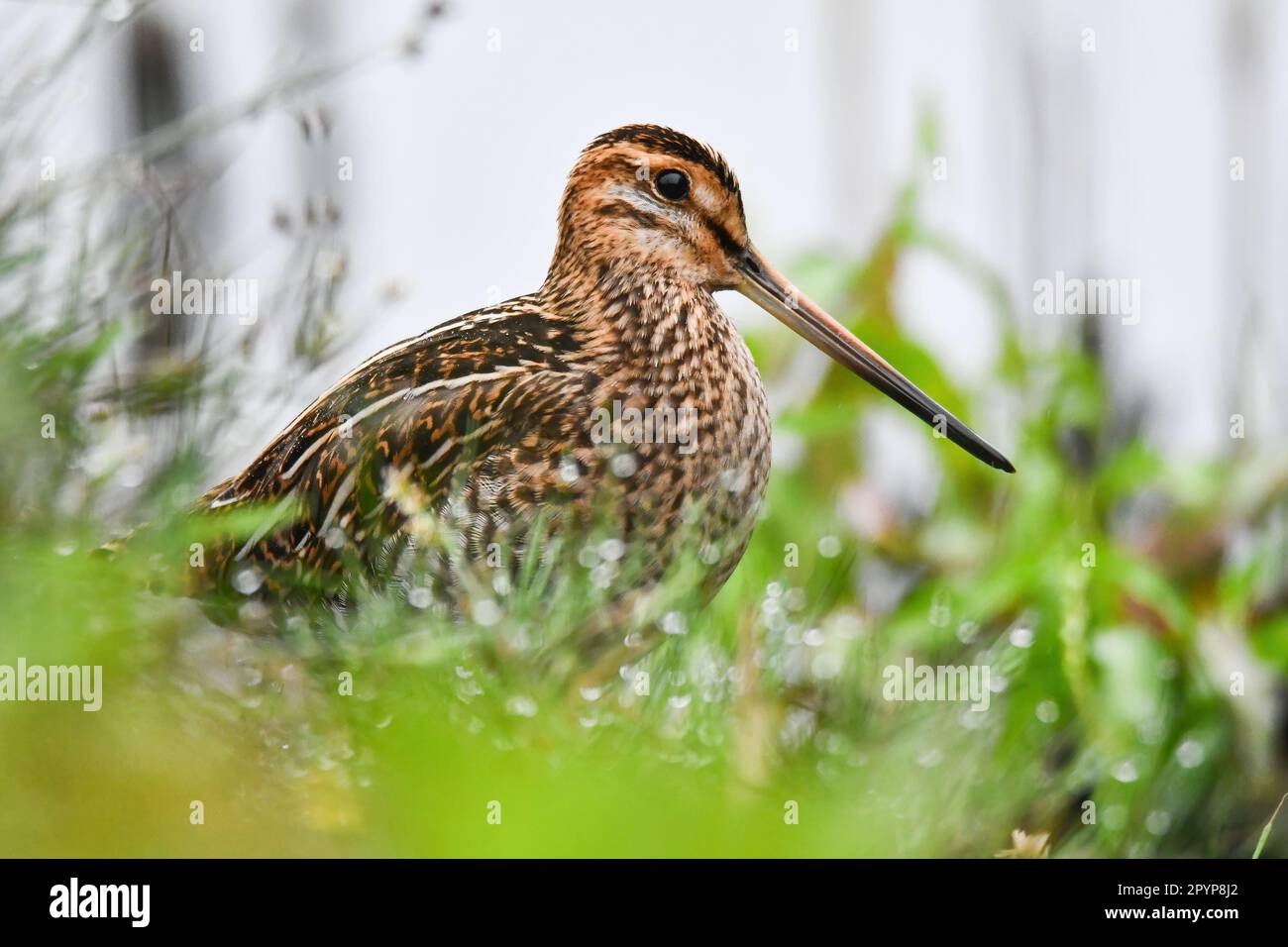 Inquadratura ad angolo basso del comune cecchino (Gallinago gallinago) Foto Stock