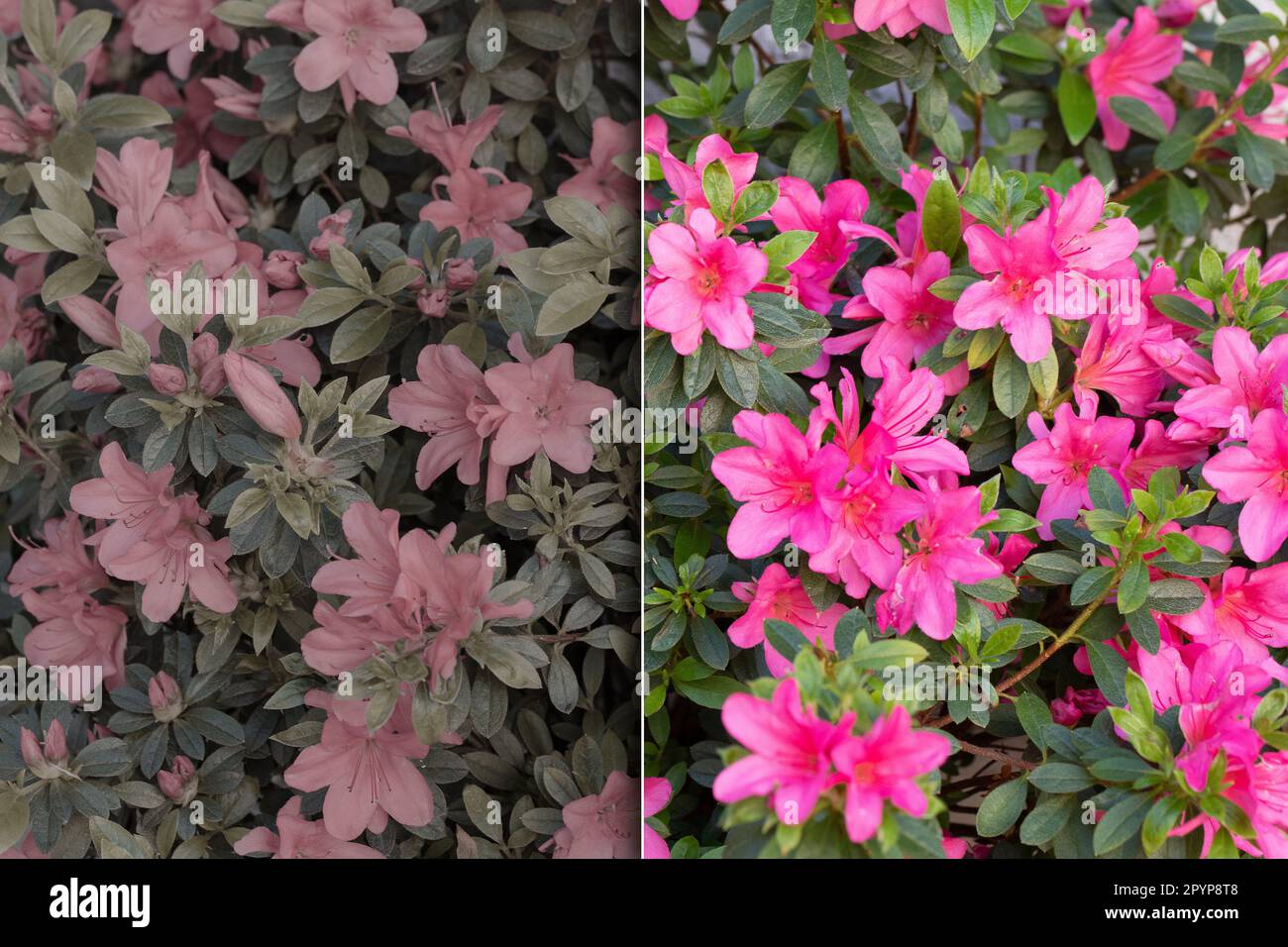 Simulazione della visione di una visione colorblind e normale. Prima e dopo correzione della cecità del colore con occhiali speciali. Visione desaturata wi Foto Stock