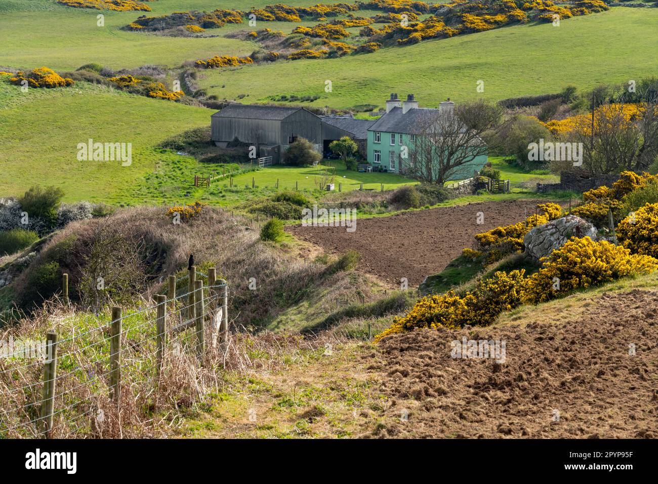 Casa colonica gallese sulla costa a Porth Wen, Anglesey, Galles del Nord. Foto Stock