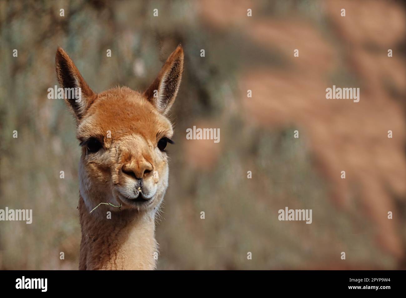 young lama guarda curiosamente la telecamera. La registrazione proviene dallo zoo di Osnabrück Foto Stock