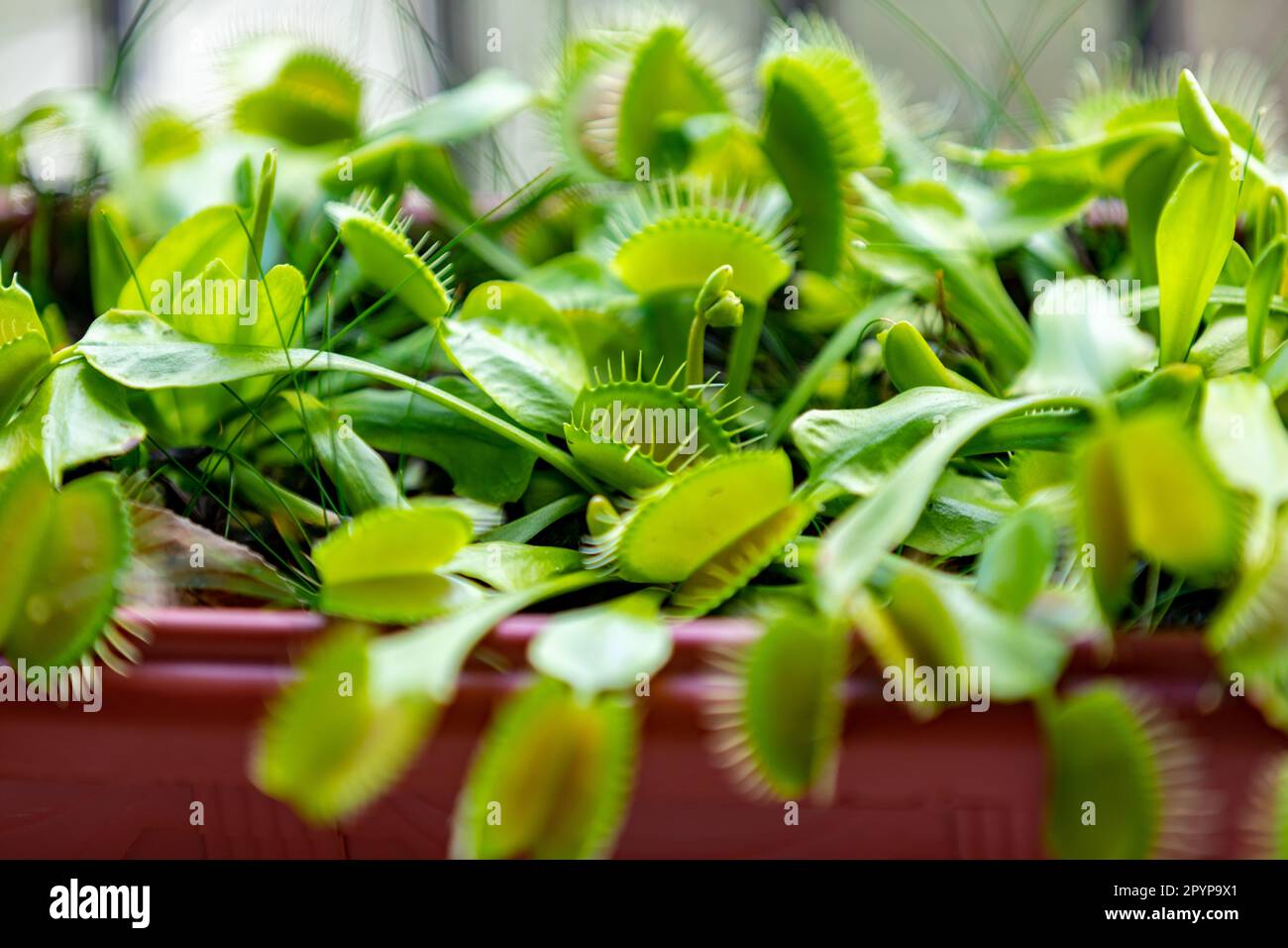 Vista selettiva del flytrap di Venere (Dionaea muscipula). Si tratta di una pianta carnivora originaria delle zone umide subtropicali sulla costa orientale della United St Foto Stock