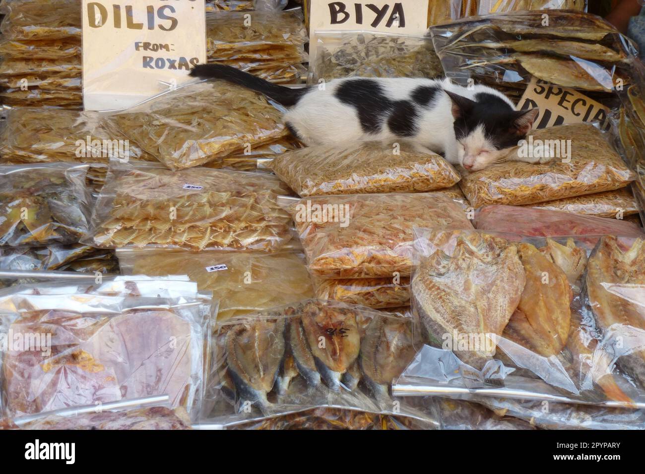 Se il paradiso è la metà come bello: Un gatto sta dormendo sui pesci secchi Foto Stock
