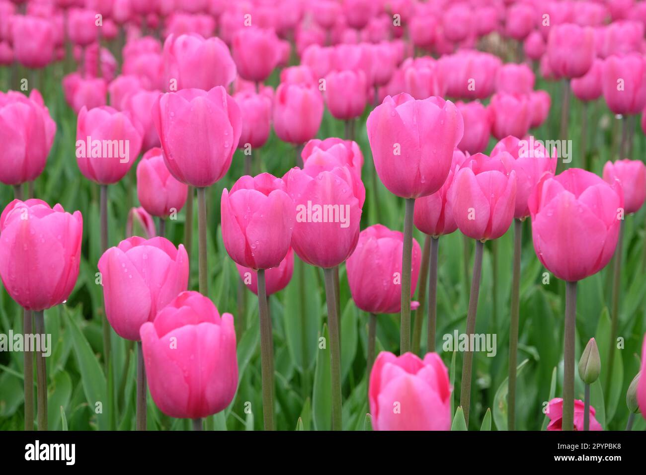 Trionfo Tulip 'Don Quichotte' in fiore. Foto Stock