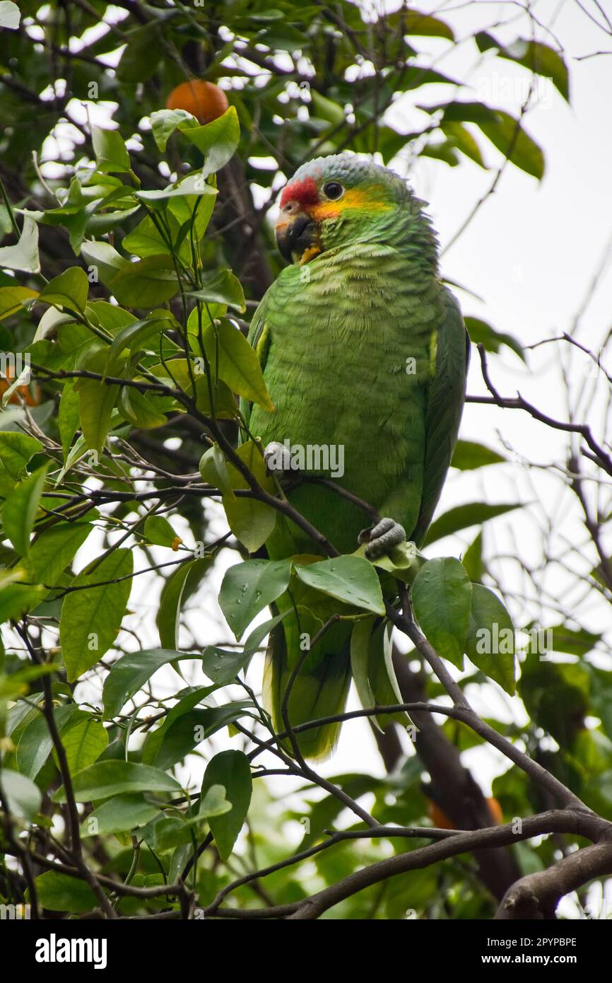 Grazioso pappagallo verde con becco rosso, occhi neri, piume verdi e dorate che poggiano su un albero Foto Stock
