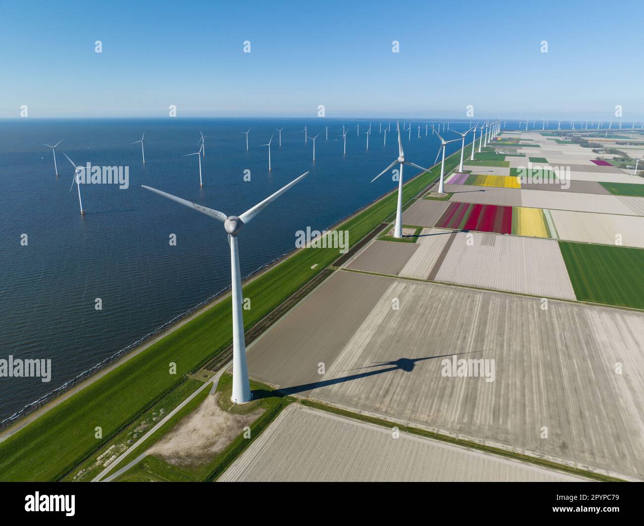 Riprese spettacolari di turbine eoliche che torreggiano su campi di tulipani vibranti nella campagna olandese. Foto Stock
