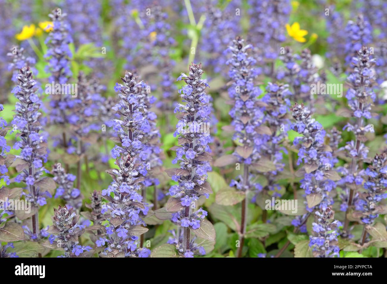 Ajuga reptans bugleweed 'Braunherz' in fiore. Foto Stock