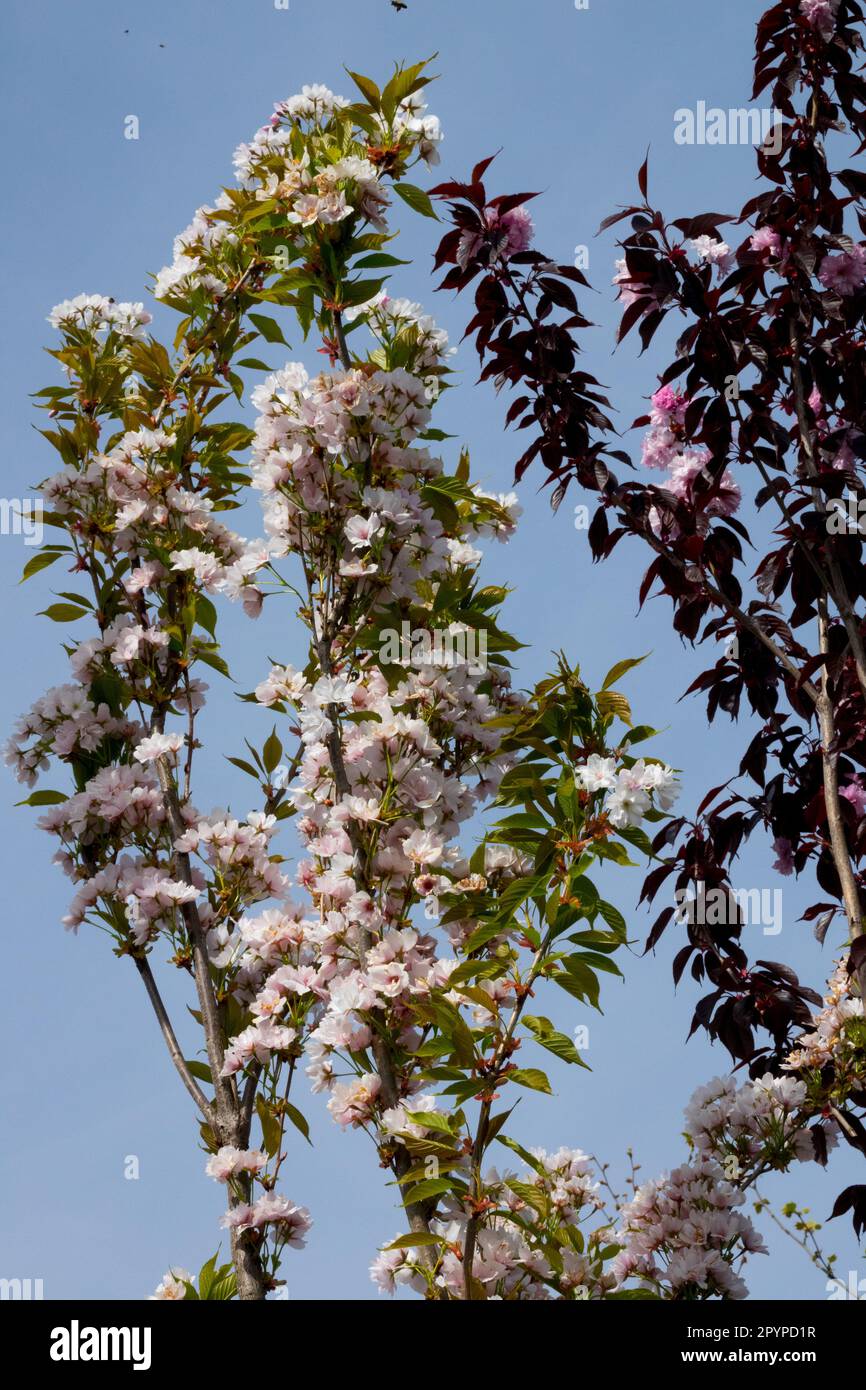 Flagpole Cherry, Prunus 'Amanogawa', Prunus 'Royal Burgundy' Foto Stock