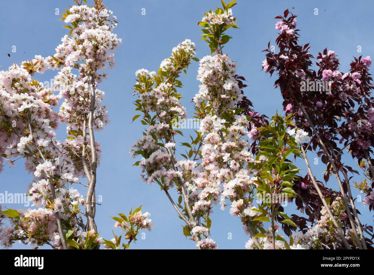 Prunus serrulata 'Amanogawa', ciliegia in fiore, Prunus 'Borgogna reale' Foto Stock