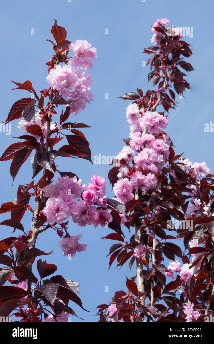 Prunus serrulata "Borgogna reale", rosa, Prunus "Borgogna reale" Foto Stock