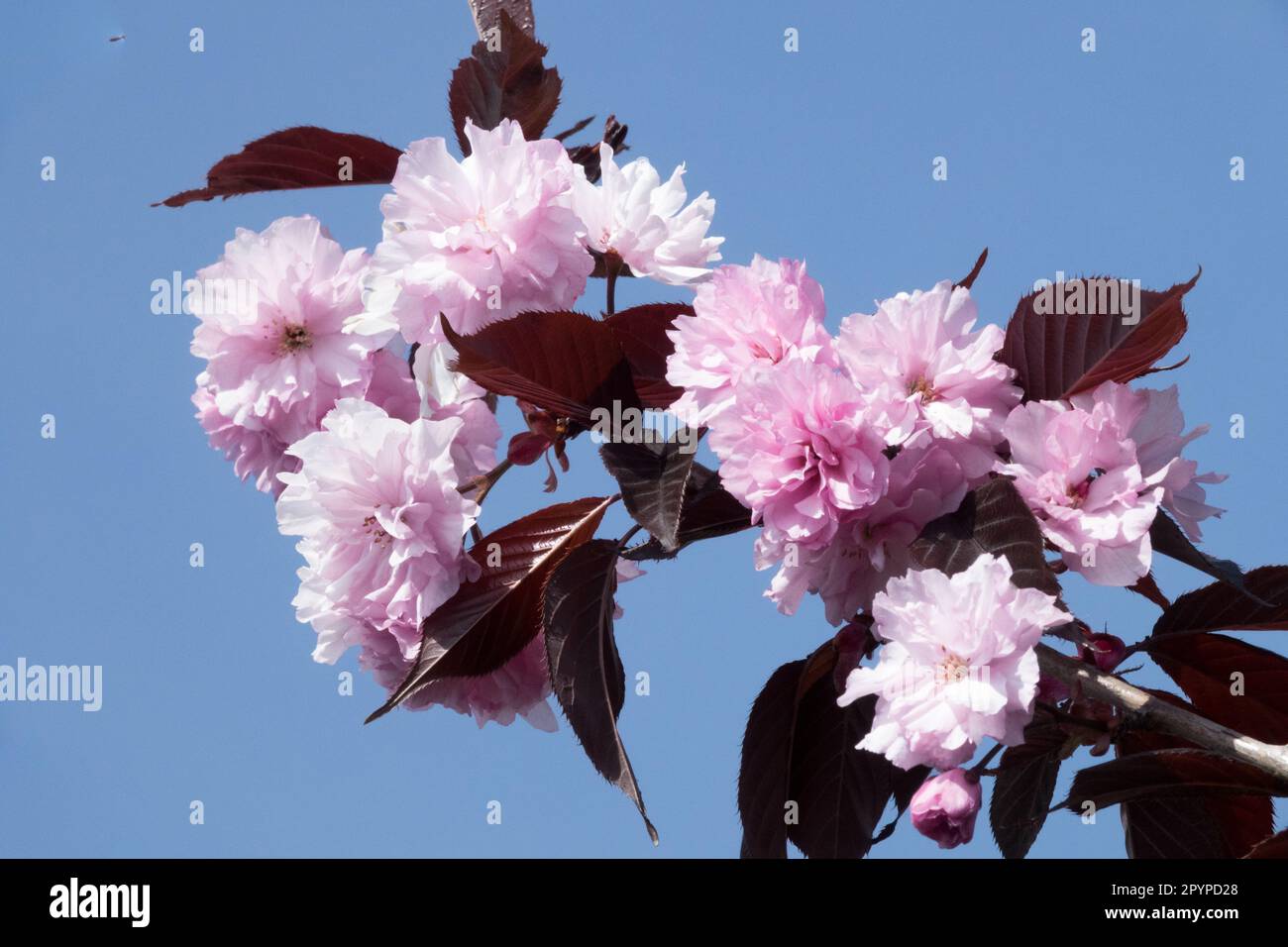 Prunus serrulata 'Borgogna reale', Fiore, Prunus 'Borgogna reale', Rosa, fiori su un ramo Foto Stock
