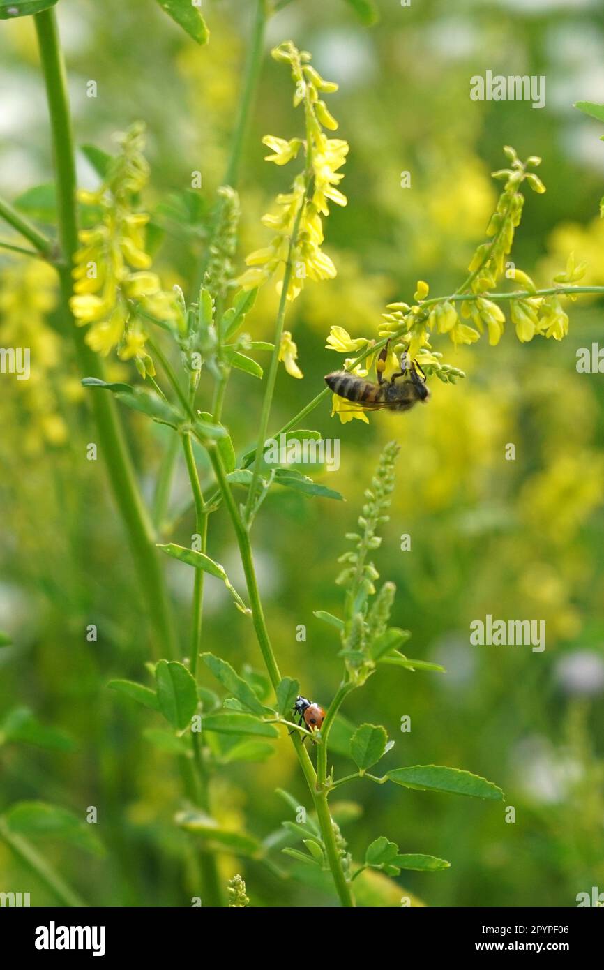Insetti di api e coccinelle su dolcificante giallo (melilotus officinalis) pianta su un campo in estate Foto Stock