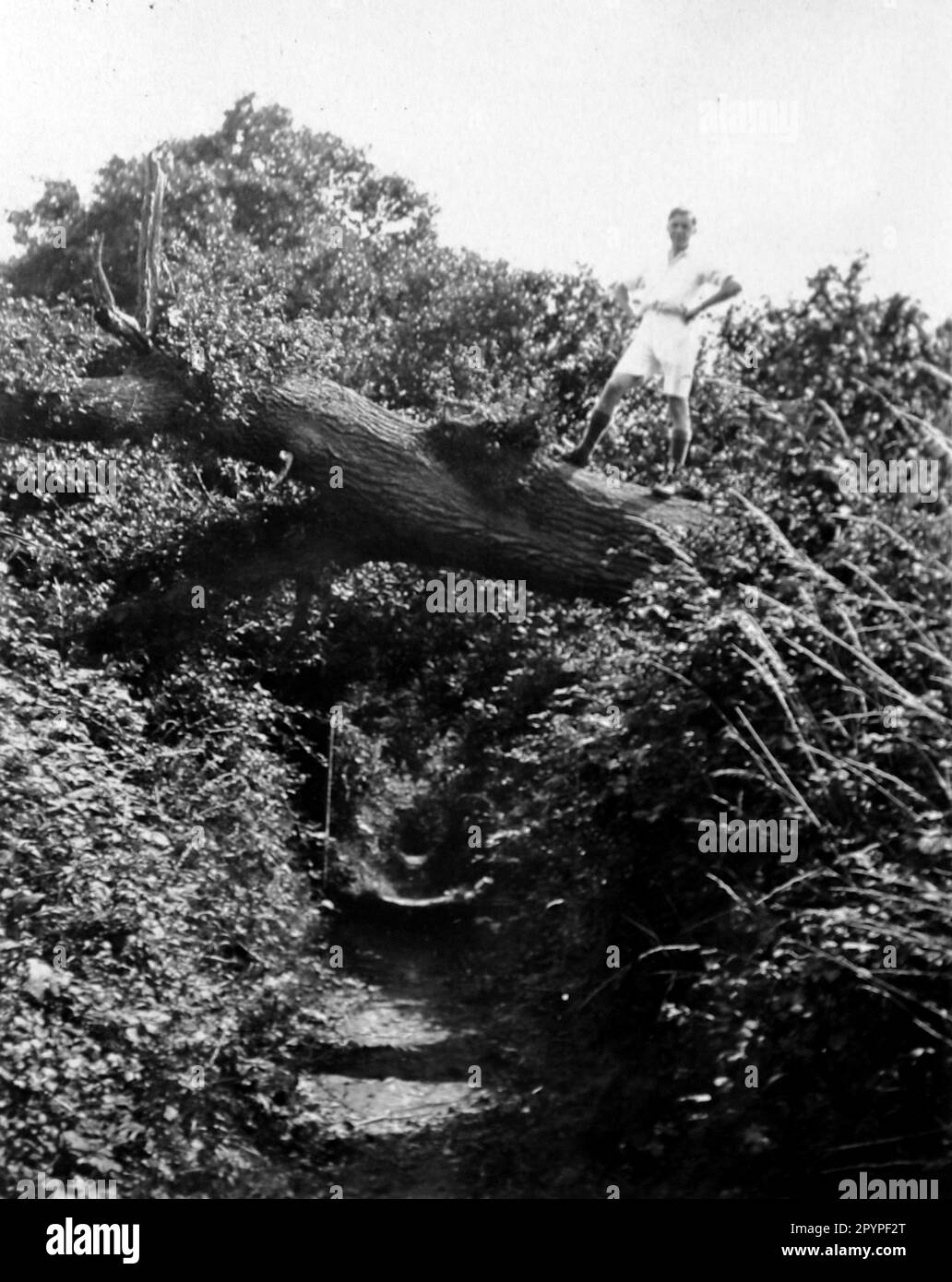 Un sentiero, più simile a una trincea, con un albero caduto che fornisce un ponte su di esso, c1930. Da un unico album di fotografie, compilato da K.W. Parkhurst, di un campo di campagna a Bolney (una comunità agricola), Sussex occidentale, Inghilterra, che tra il 1928 e il 1930 era una destinazione regolare per un gruppo di giovani tra cui il signor Parkhurst. Ciò è avvenuto durante il periodo della Grande depressione. Foto Stock