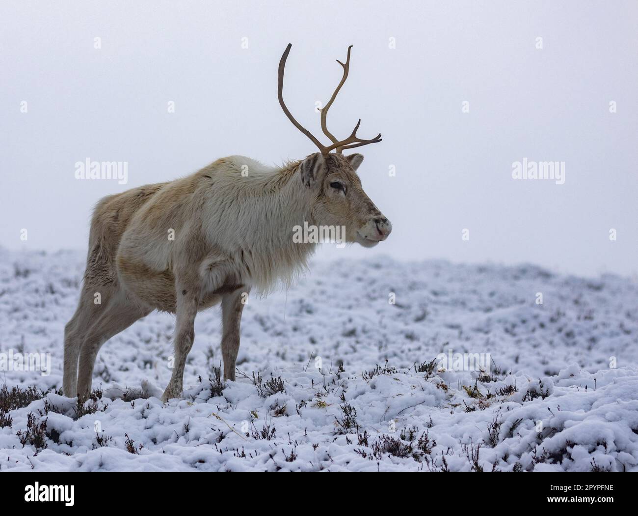 Un maestoso cervo bianco con una serie completa di corna si erge nella neve incontaminata d'inverno, agguantato su un po' di erba Foto Stock