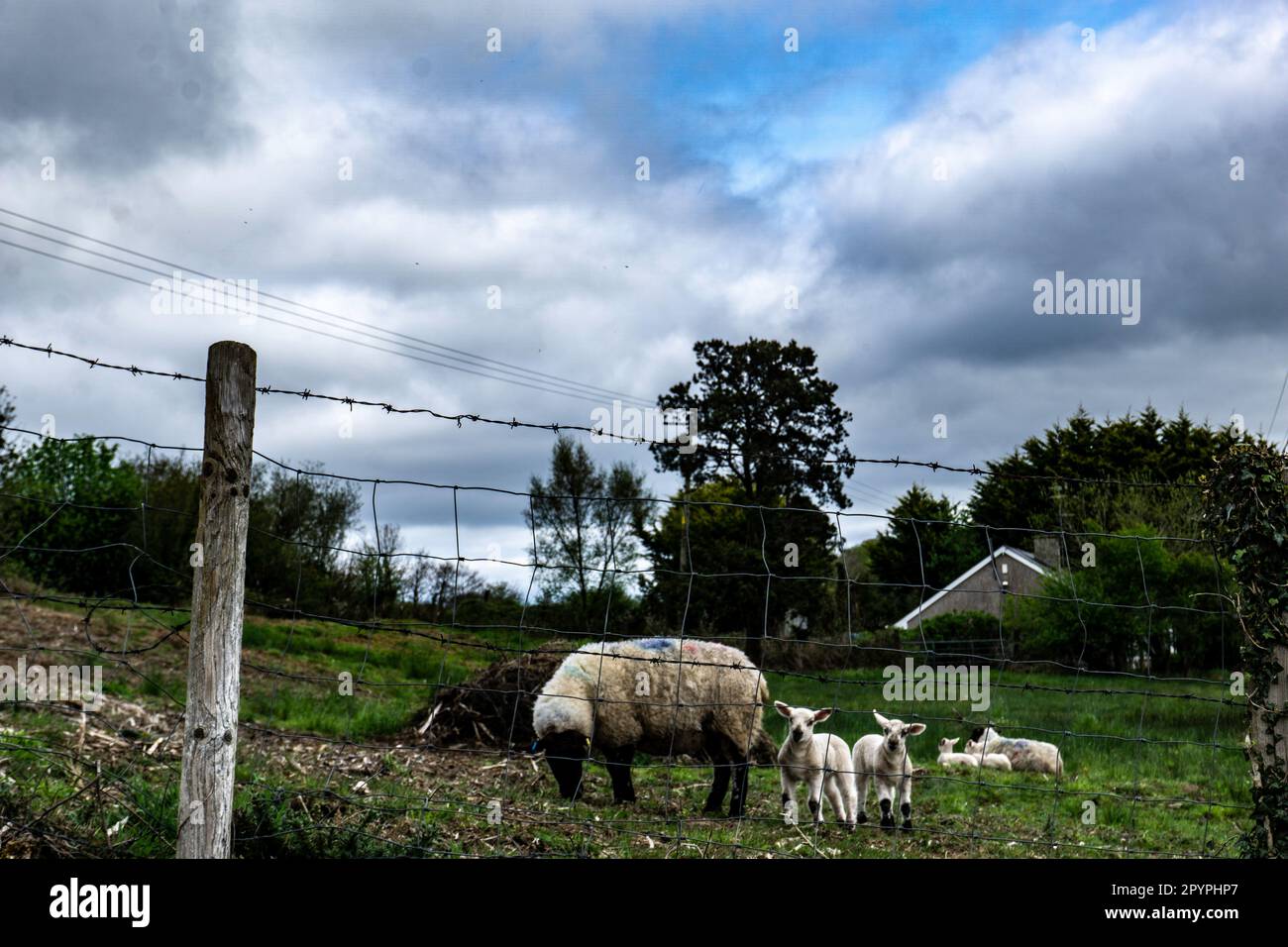 Agnelli nati di recente con la madre in un campo a Fermanagh, Irlanda del Nord. Foto Stock