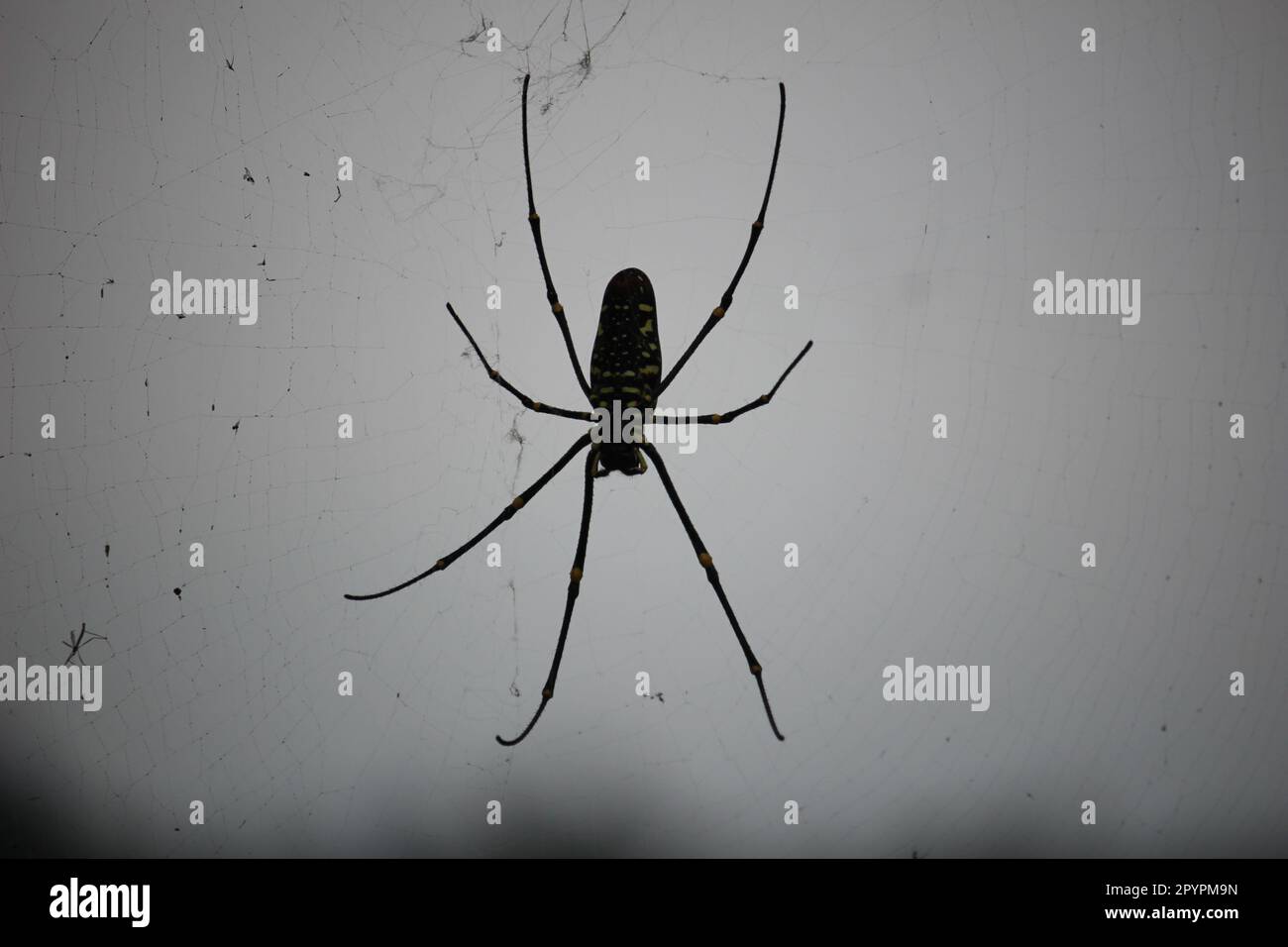 spider silhouette con sfondo sfocato mio villaggio Foto Stock