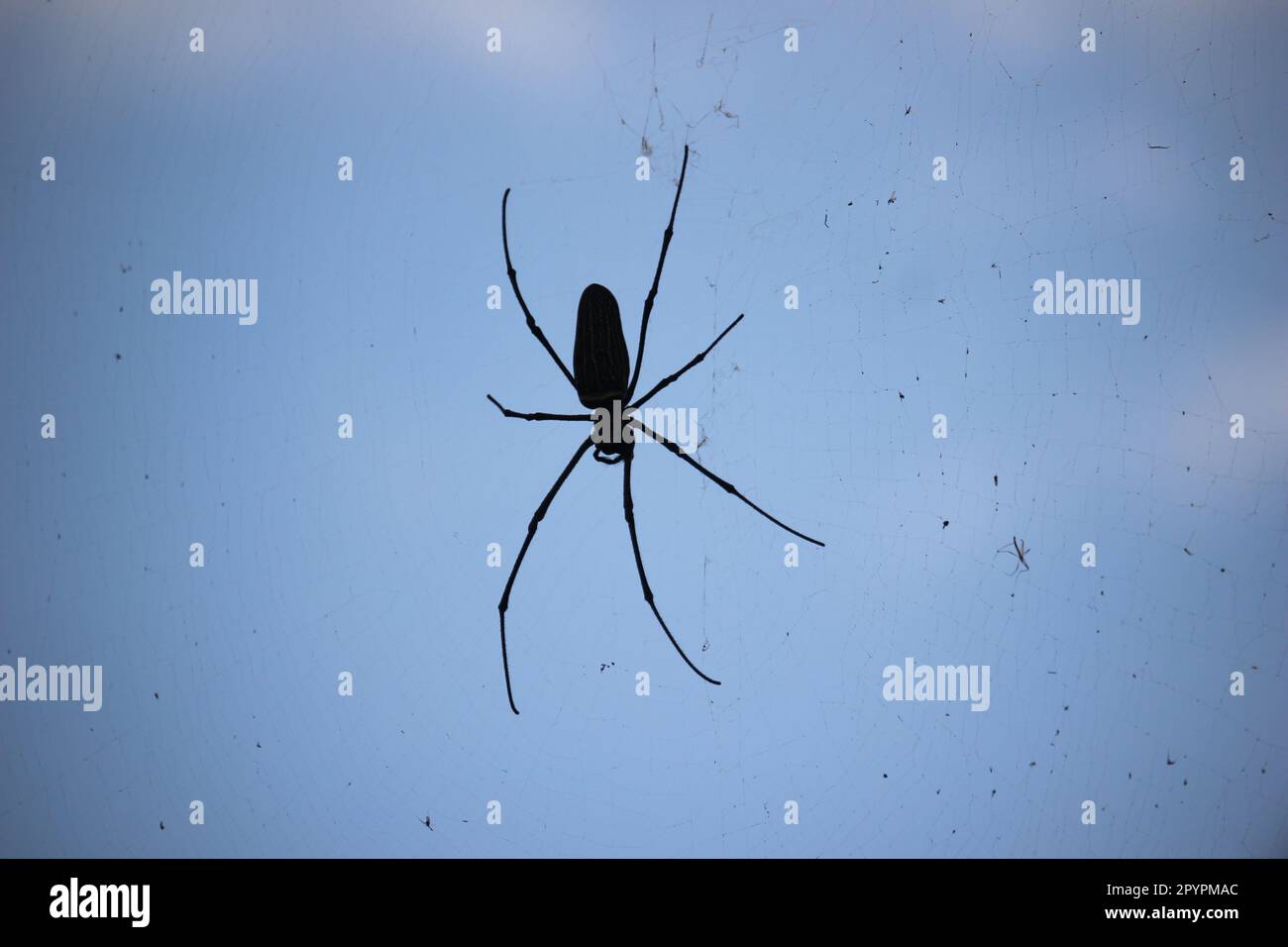 silhouette a ragno con sfondo sfocato nel mio villaggio Foto Stock