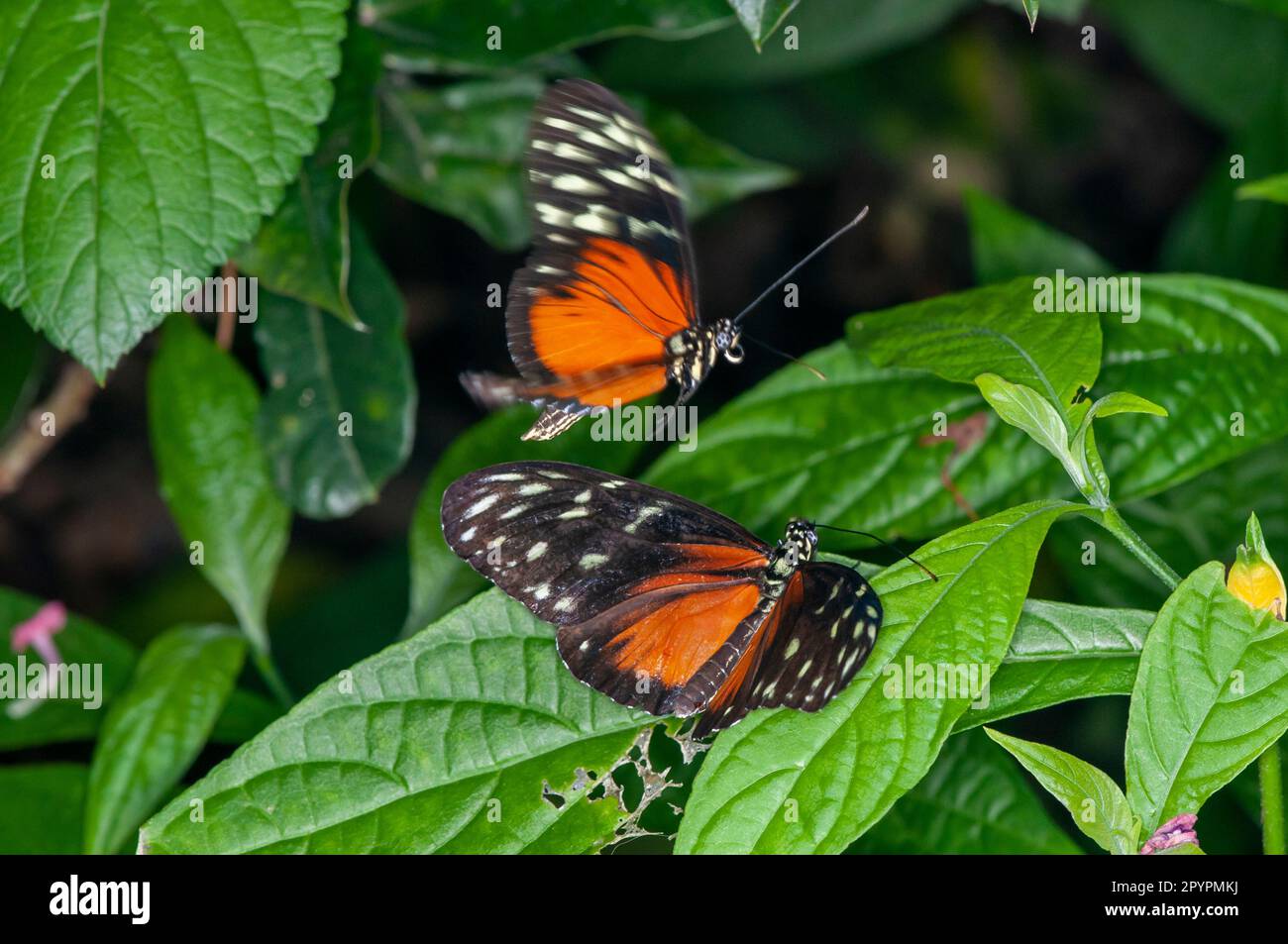 St Paul, Minnesota. Parco delle farfalle di Como. Una farfalla Tiger Longwing, Heliconius hecale cercando di accoppiarsi con un'altra Longwing. Foto Stock