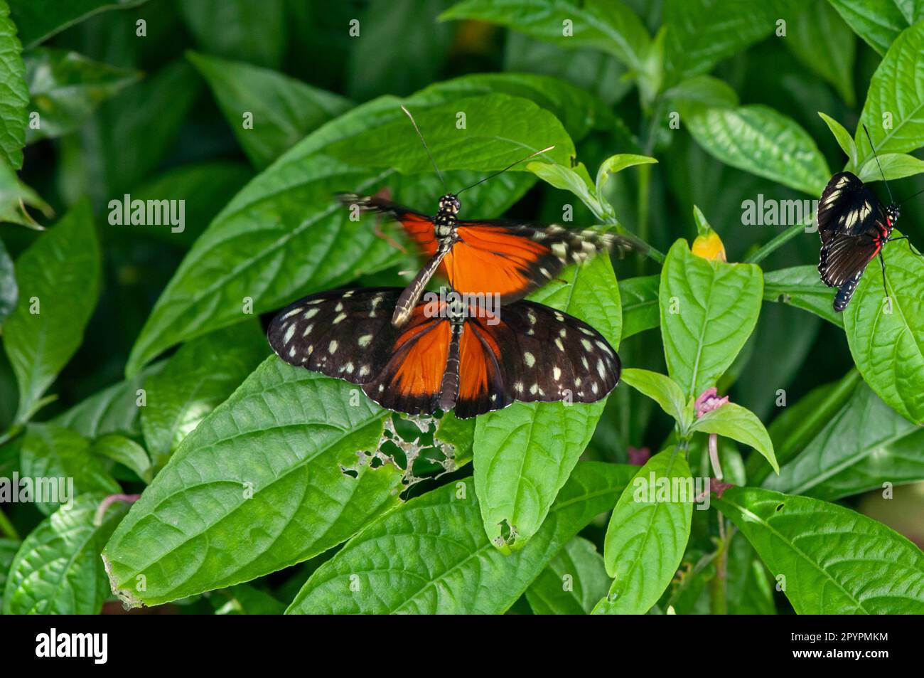 St Paul, Minnesota. Parco delle farfalle di Como. Una farfalla Tiger Longwing, Heliconius hecale cercando di accoppiarsi con un'altra Longwing. Foto Stock