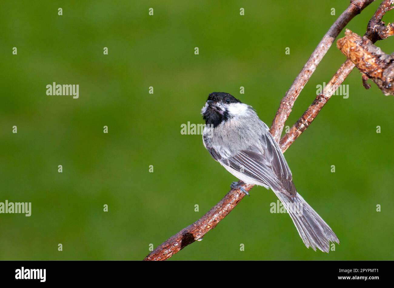 Vadnais Heights, Minnesota. Chickadee con cappuccio nero, l'atricapillus di Poecile appollaiato su un ramo con un bellissimo sfondo verde. Foto Stock